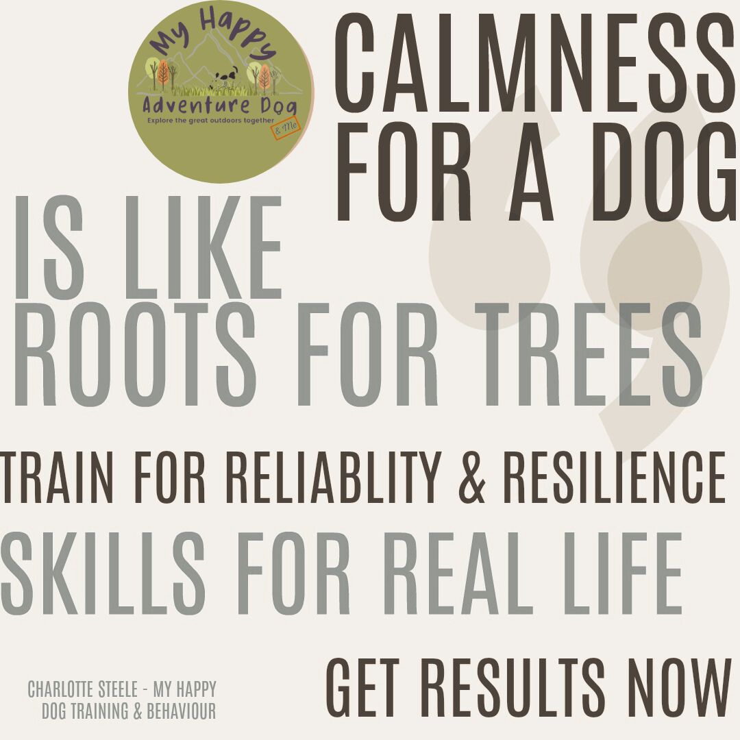 Calm Adventures with your Dog